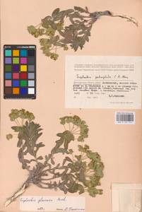 Euphorbia glareosa Pall. ex M.Bieb., Eastern Europe, Lower Volga region (E9) (Russia)