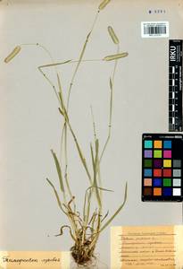 Phleum pratense L., Siberia, Baikal & Transbaikal region (S4) (Russia)