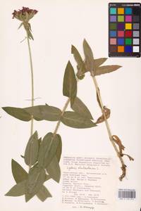 Silene chalcedonica (L.) E.H.L.Krause, Eastern Europe, Lower Volga region (E9) (Russia)