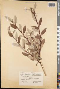 Salix lapponum L., Eastern Europe, Central region (E4) (Russia)