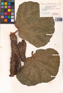 Rheum tataricum L. fil., Eastern Europe, Lower Volga region (E9) (Russia)