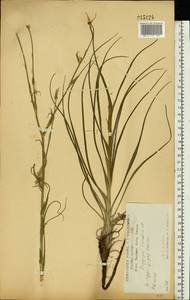 Tragopogon podolicus Besser ex DC., Eastern Europe, Central forest-and-steppe region (E6) (Russia)