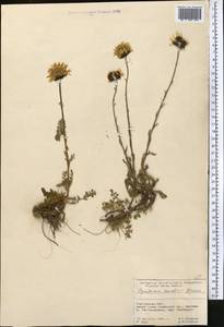 Tanacetum richterioides (C. Winkl.) K. Bremer & Humphries, Middle Asia, Pamir & Pamiro-Alai (M2) (Kyrgyzstan)