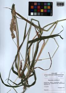 Phalaris arundinacea L., Siberia, Altai & Sayany Mountains (S2) (Russia)