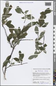 Salix taraikensis Kimura, Siberia, Baikal & Transbaikal region (S4) (Russia)