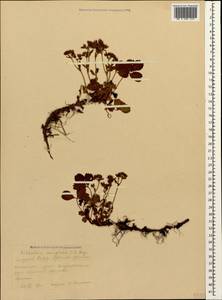 Sibbaldia parviflora Willd., Caucasus, Krasnodar Krai & Adygea (K1a) (Russia)