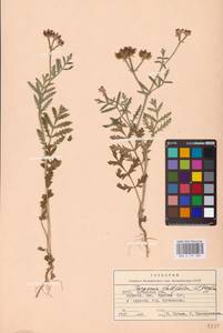 Turgenia latifolia (L.) Hoffm., Eastern Europe, North Ukrainian region (E11) (Ukraine)