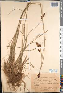 Carex popovii V.I.Krecz., Middle Asia, Western Tian Shan & Karatau (M3) (Kyrgyzstan)