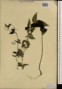 Vincetoxicum scandens Sommier & Levier, South Asia, South Asia (Asia outside ex-Soviet states and Mongolia) (ASIA) (Turkey)