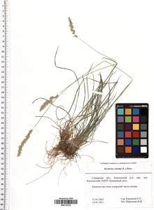 Koeleria pyramidata (Lam.) P.Beauv., Eastern Europe, Middle Volga region (E8) (Russia)