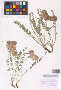 Astragalus physodes L., Eastern Europe, Lower Volga region (E9) (Russia)