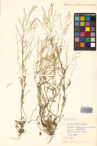 Arabidopsis lyrata subsp. kamchatica (Fisch. ex DC.) O'Kane & Al-Shehbaz, Siberia, Russian Far East (S6) (Russia)