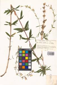 Silene tatarica (L.) Pers., Eastern Europe, Moscow region (E4a) (Russia)