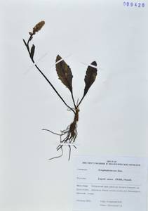 Lagotis glauca subsp. minor (Willd.) Hultén, Siberia, Russian Far East (S6) (Russia)