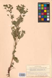 Potentilla intermedia L., Eastern Europe, Moscow region (E4a) (Russia)