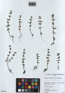 Clinopodium acinos (L.) Kuntze, Siberia, Altai & Sayany Mountains (S2) (Russia)