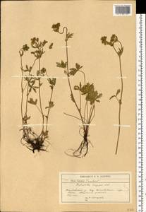 Potentilla longipes Ledeb., Eastern Europe, Central forest-and-steppe region (E6) (Russia)