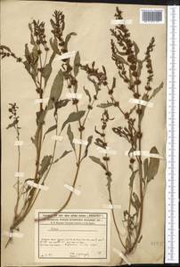Rumex marschallianus Rchb., Middle Asia, Syr-Darian deserts & Kyzylkum (M7) (Kazakhstan)