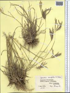 Bothriochloa ischaemum (L.) Keng, Middle Asia, Pamir & Pamiro-Alai (M2) (Tajikistan)
