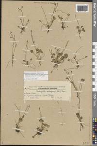 Halerpestes sarmentosus (Adams) Kom., Siberia, Russian Far East (S6) (Russia)