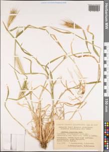 Hordeum murinum subsp. leporinum (Link) Arcang., Middle Asia, Kopet Dag, Badkhyz, Small & Great Balkhan (M1) (Turkmenistan)