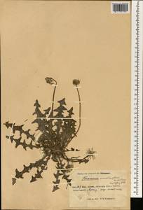 Taraxacum monochlamydeum Hand.-Mazz., South Asia, South Asia (Asia outside ex-Soviet states and Mongolia) (ASIA) (China)