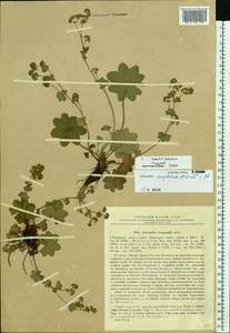 Alchemilla conglobata H. Lindb., Eastern Europe, Volga-Kama region (E7) (Russia)