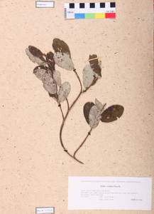 Salix vestita Pursh, Siberia, Altai & Sayany Mountains (S2) (Russia)