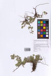 Thymus, Eastern Europe, Eastern region (E10) (Russia)