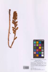Orobanche alba var. superba (Solms ex Čelak.) Uhlich & Rätzel, Eastern Europe, Moscow region (E4a) (Russia)