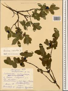 Lonicera caerulea L., Caucasus, Stavropol Krai, Karachay-Cherkessia & Kabardino-Balkaria (K1b) (Russia)