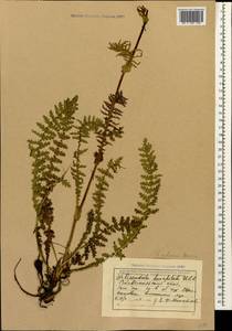 Filipendula vulgaris Moench, Caucasus, Stavropol Krai, Karachay-Cherkessia & Kabardino-Balkaria (K1b) (Russia)