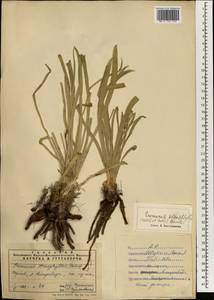 Eremurus stenophyllus, South Asia, South Asia (Asia outside ex-Soviet states and Mongolia) (ASIA) (Iran)