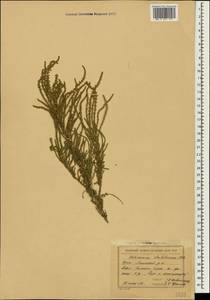Halocnemum strobilaceum (Pall.) M.Bieb., Crimea (KRYM) (Russia)
