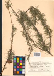 Larix decidua Mill., Eastern Europe, West Ukrainian region (E13) (Ukraine)