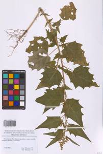 Chenopodiastrum hybridum (L.) S.Fuentes, Uotila & Borsch, Eastern Europe, Moscow region (E4a) (Russia)