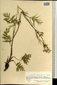 Pimpinella thellungiana H. Wolff, Mongolia (MONG) (Mongolia)