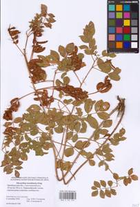 Glycyrrhiza uralensis Fisch. ex DC., Eastern Europe, Eastern region (E10) (Russia)