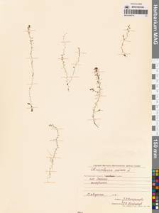 Utricularia minor L., Siberia, Chukotka & Kamchatka (S7) (Russia)