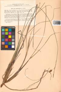 Carex middendorffii F.Schmidt, Siberia, Russian Far East (S6) (Russia)