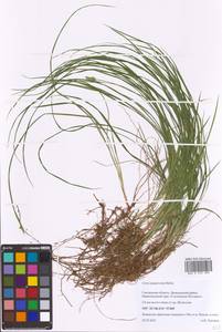 Carex magellanica subsp. irrigua (Wahlenb.) Hiitonen, Eastern Europe, Western region (E3) (Russia)