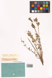 Oxytropis adamsiana subsp. erecta (Kom.) Kuvaev, Siberia, Chukotka & Kamchatka (S7) (Russia)