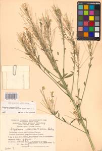 Erysimum odoratum Ehrh., Eastern Europe, Eastern region (E10) (Russia)