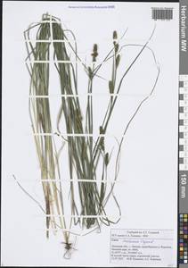 Carex hartmanii Cajander, Eastern Europe, Central forest-and-steppe region (E6) (Russia)