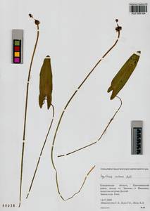 Sagittaria natans Pall., Siberia, Altai & Sayany Mountains (S2) (Russia)