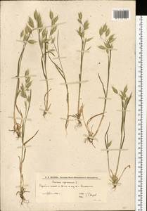 Bromus squarrosus L., Eastern Europe, Lower Volga region (E9) (Russia)
