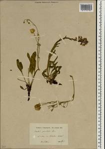Rindera tetraspis (Pall.) L'Hér. ex DC. & A. DC., South Asia, South Asia (Asia outside ex-Soviet states and Mongolia) (ASIA) (Iran)