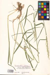 Arrhenatherum elatius (L.) P.Beauv. ex J.Presl & C.Presl., Eastern Europe, Moscow region (E4a) (Russia)