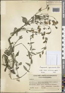 Campanula sarmatica subsp. sarmatica, Caucasus, North Ossetia, Ingushetia & Chechnya (K1c) (Russia)