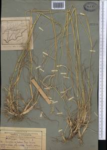 Bothriochloa ischaemum (L.) Keng, Middle Asia, Pamir & Pamiro-Alai (M2) (Tajikistan)